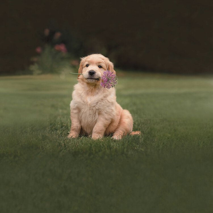 Completo copripiumino Pongo Verde - Bassetti cane labrador