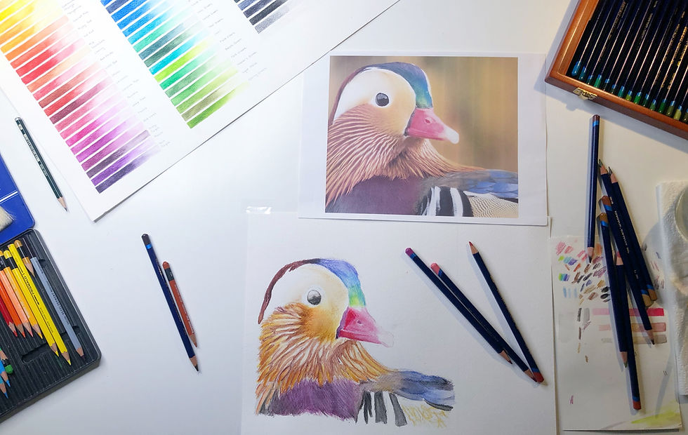 13 y/o Student ° Watercolour Pencil Painting