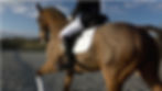 chelwood equestrian