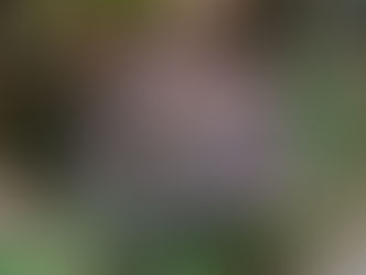 Científicos del CSIC identifican mutaciones en las poblaciones de ratas que confieren resistencias a