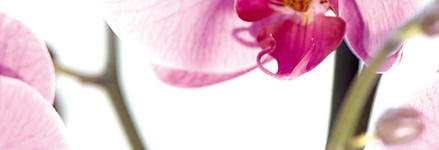 pic_orchidee_flyer_2s1.jpg
