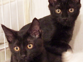 近所の公園で保護した5兄妹仔猫 黒猫長毛