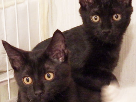 近所の公園で保護した5兄妹仔猫 黒猫長毛