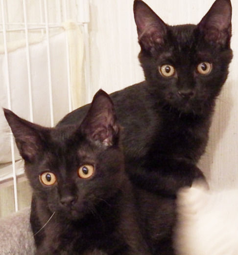 近所の公園で保護した5兄妹仔猫 黒猫長毛