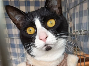 愛嬌たっぷりミッキーくん