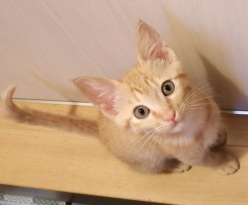 知人の車のエンジンルームから保護した茶トラの仔猫 ちゃーこちゃん