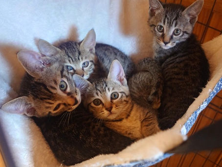 キジトラ子猫 4兄妹の男の子組💕