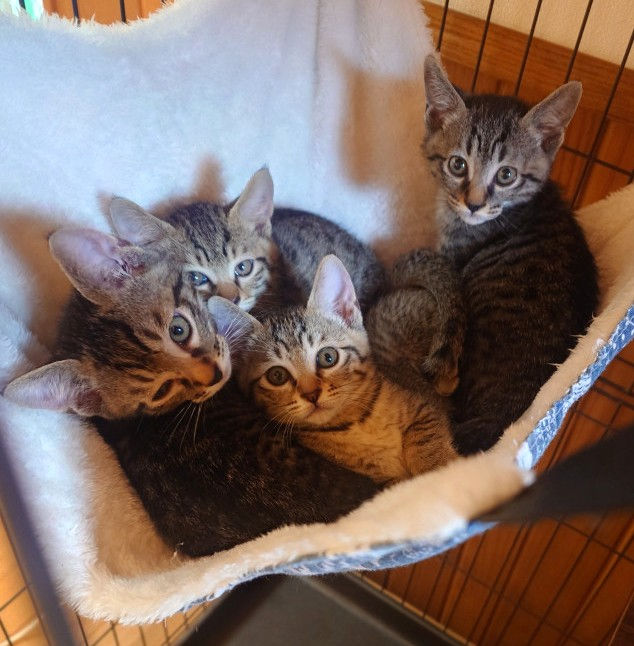 キジトラ子猫 4兄妹の男の子組💕