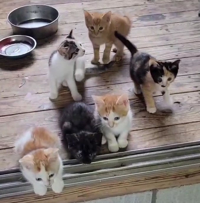 6匹の仔猫 バラエティー豊か💕