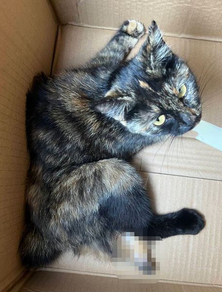 緊急保護した足を怪我したサビ猫ちゃん
