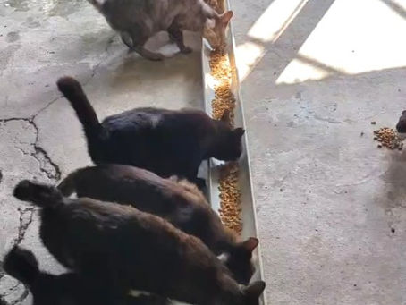 豚舎跡に居ついた猫たち