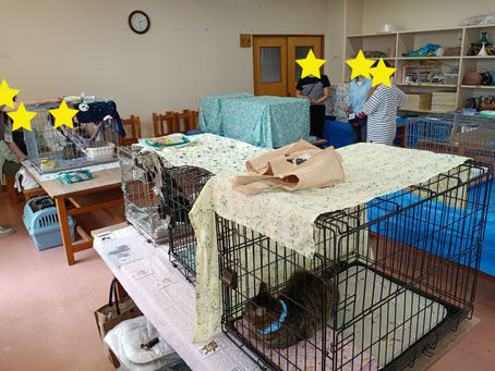 譲渡会の報告とお礼