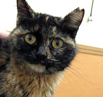 3本足の子猫 メルちゃん