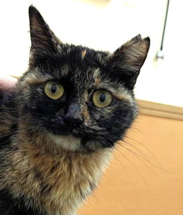 3本足の子猫 メルちゃん