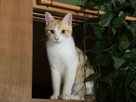 人なっこい甘えん坊 茶太郎くん