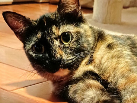 3本足の子猫 メルちゃん