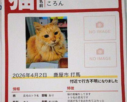 迷子猫を探しています