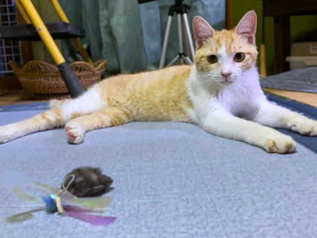 自宅で保護した茶シロの男の子