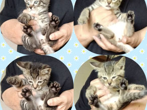 キジトラ子猫 4兄妹💕