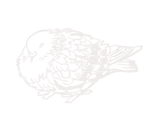 floof pigeon white png 2.png