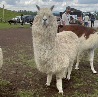 Guatape day trip with kids colombia