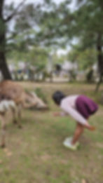 Bowing deers of Japan