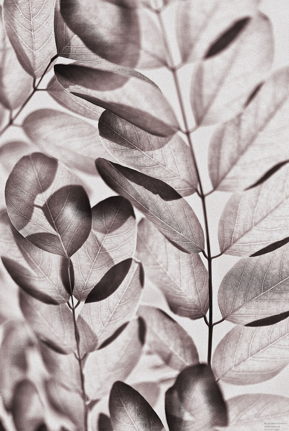 No.40 | Monochrome 1 | József Csapó