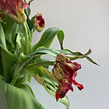 IMG_4380.jpeg