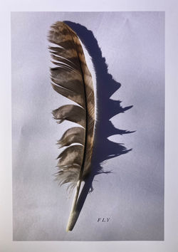 fly