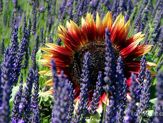 ONLY 10 MONDAYS UNTIL SPRING!