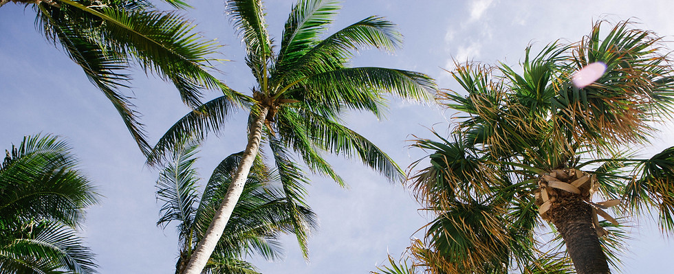 Palm Trees