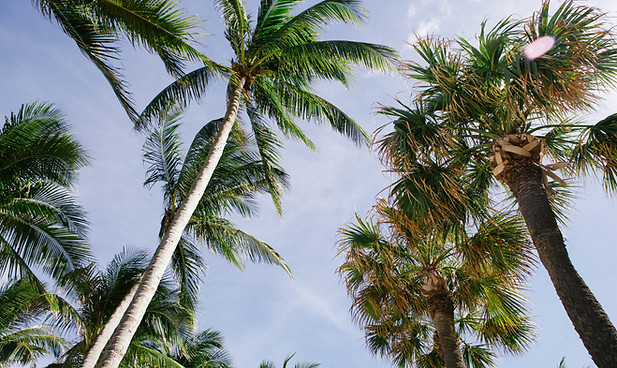 Palm Trees
