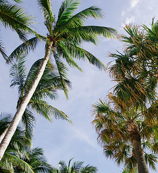 Palm Trees