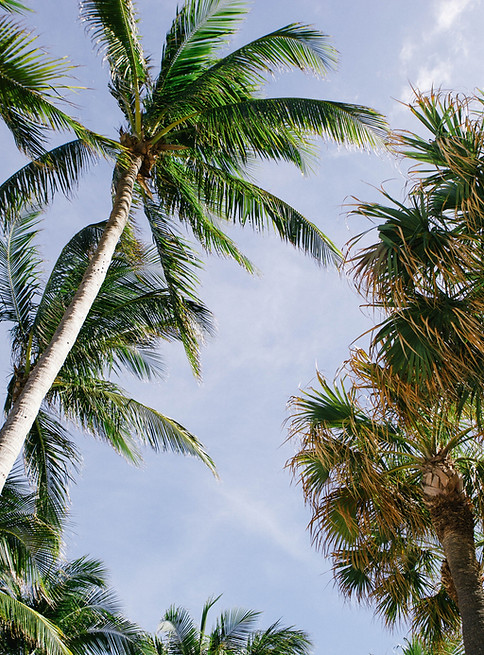 entretien de cocotier à Nouméa