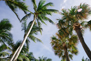 Palm Trees