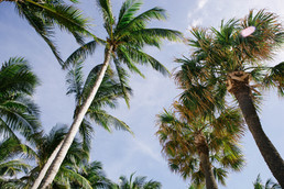 Sun & Palms