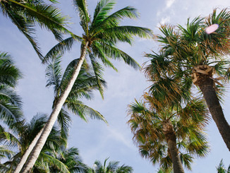 Palm Trees