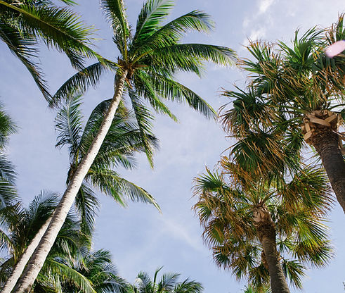 Palm Trees
