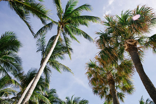 Palm Trees