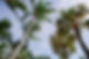 Palm Trees