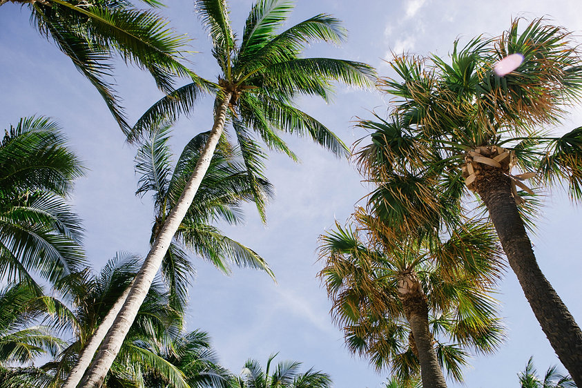 Palm Trees