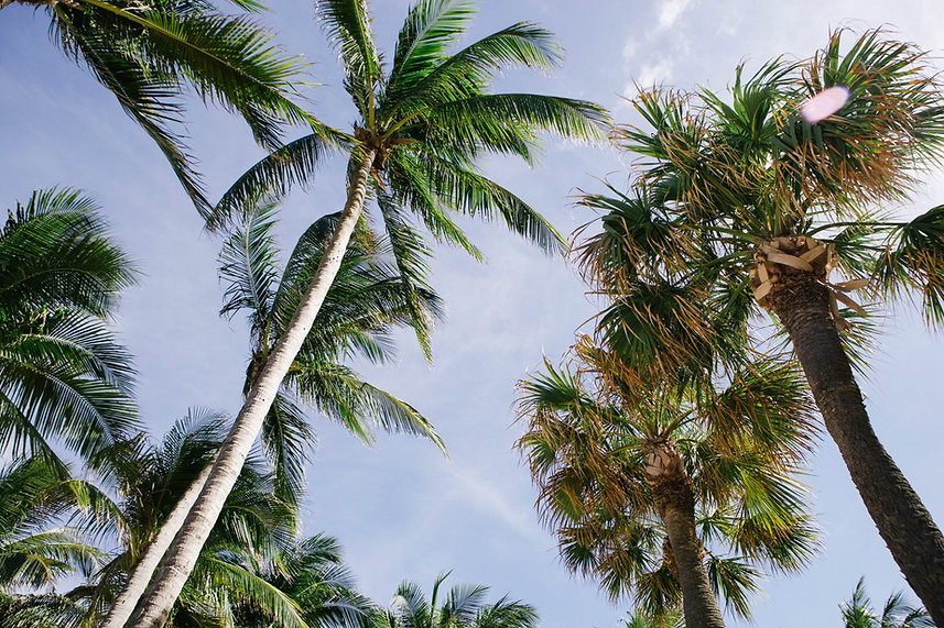 Palm Trees
