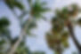 Palm Trees