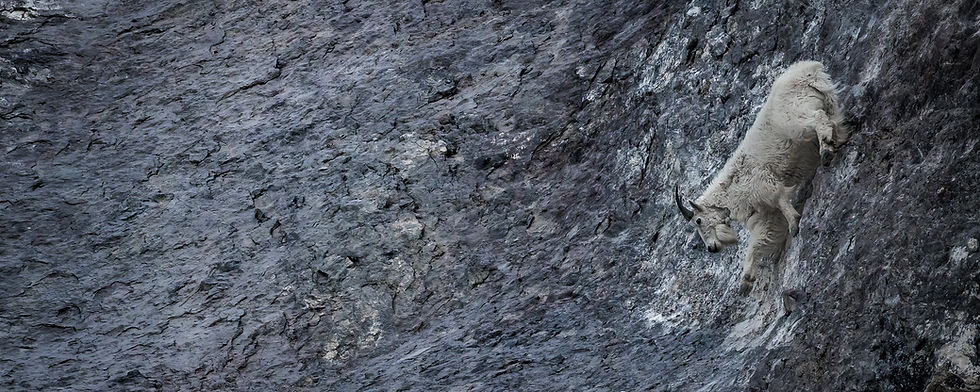 Epp_goat down a cliff.jpg