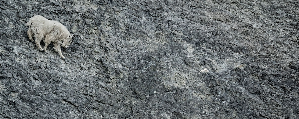 Epp_Goat on rock face left.jpg