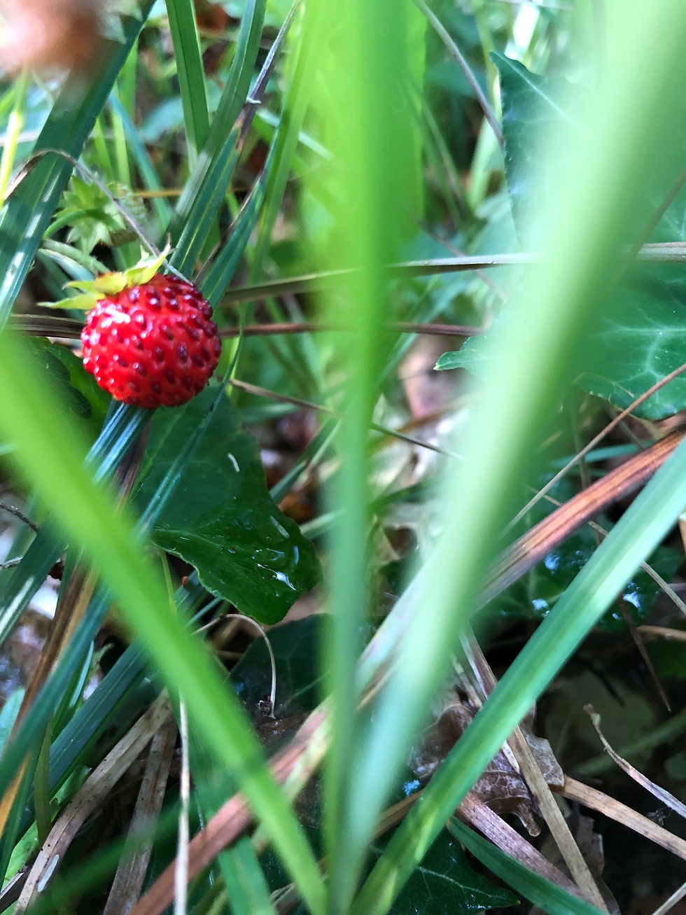 Fraises des bois Larrivaux