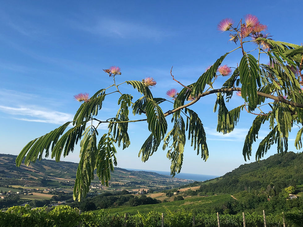Mimosa with Sea View