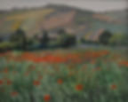 Campo di papaveri