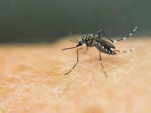 Dengue dispara em Presidente Prudente e chega a 781 casos em 2016