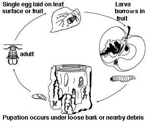 Thumbnail: Sea-Hume Granules 4x 1kg with Activated NEEM